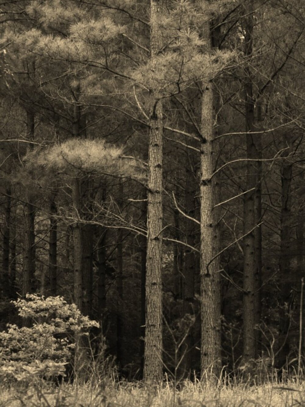 Hugo Oklahoma Forest print